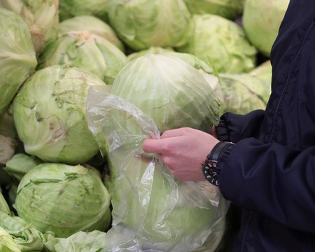 A seller who chooses cabbage in the storeの写真素材