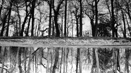 Treeline Reflectionの写真素材