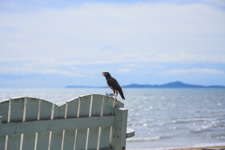 myna bird on bench by the beachの写真素材