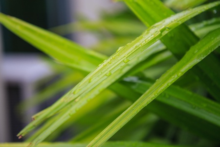 Fresh bamboo palm leaves after heavy rain in the morningの写真素材