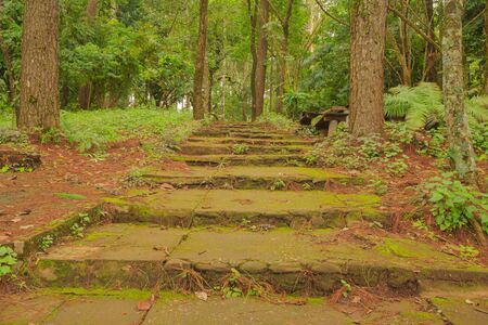 looking up the stone concrete steps covered with moss in the woodsの写真素材