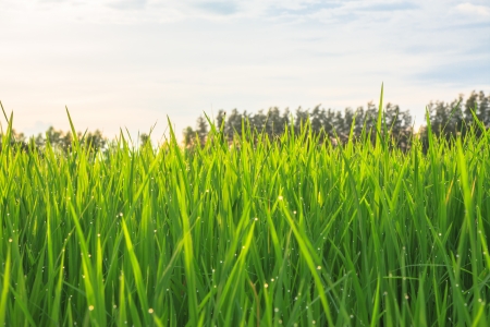 organic rice field with dew drops during sunsetの写真素材
