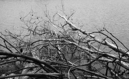 dead dry trees on water surface by the lake