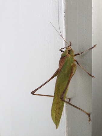 Green grasshopper resting on the wallの素材