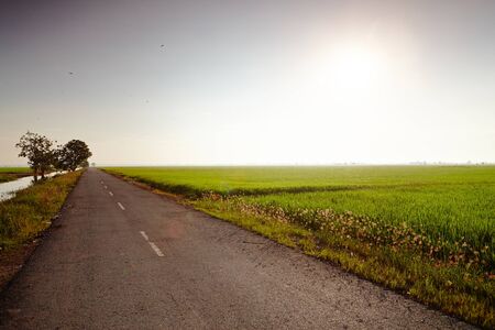 View of a rice paddy field by roadsideの写真素材
