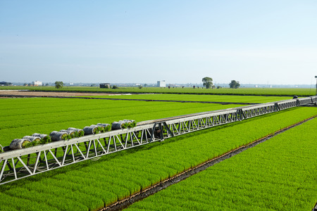 Rice paddy plant on conveyor belt ready to transportの写真素材