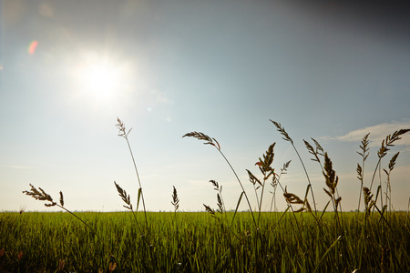 Landscape of a rice paddy fieldの写真素材