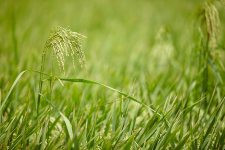 Image of rice paddy close upの写真素材
