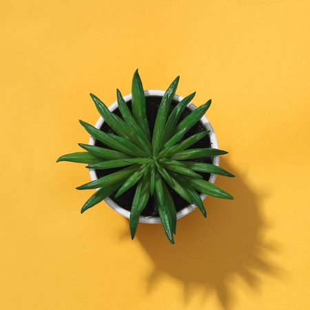 Top view of Hookeri Small Succulent in a pot with yellow backdropの写真素材