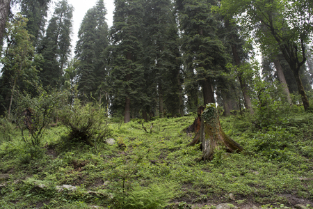 mountain forestの写真素材
