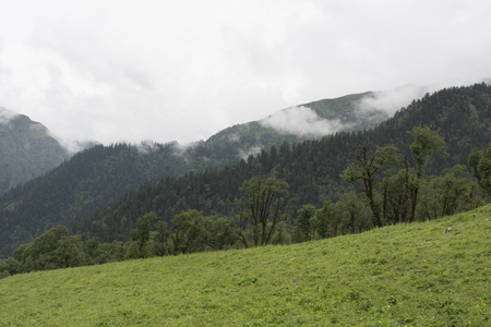 forest mountain rangeの写真素材