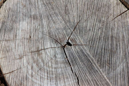 A close-up of an old tree stump with a crack.の写真素材
