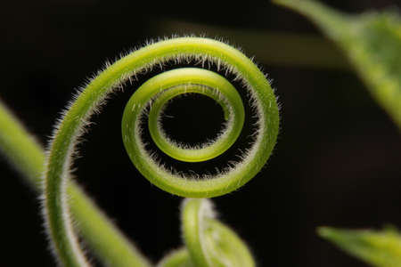 close-up of the spiral of a young plant on a dark background