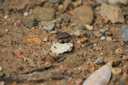 A closeup shot of a small bug on a rock in the forestの写真素材