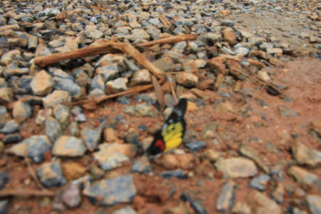 Butterfly on the ground. Selective focus.の写真素材