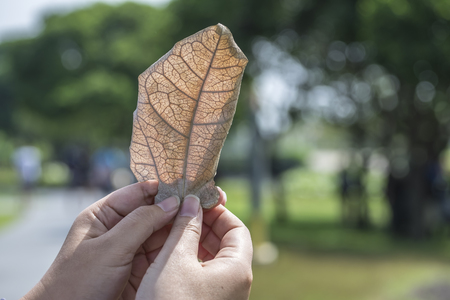 Dried leaves Keep in handの写真素材