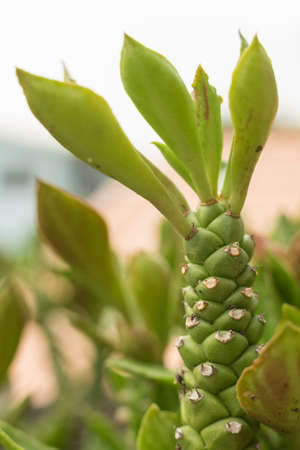 Cactus Plantの写真素材