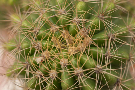 Close up of prickly cactus texture background