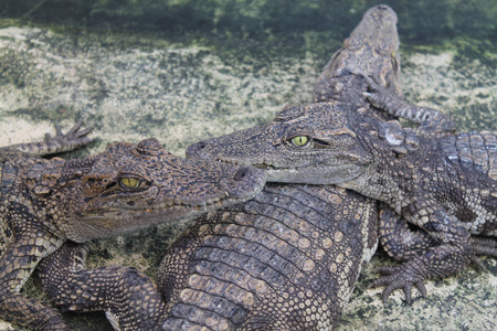 Baby Saltwater Crocodileの写真素材