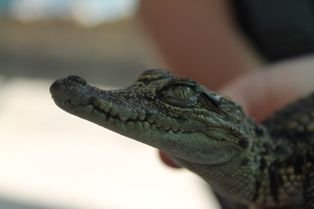 Baby Saltwater Crocodileの写真素材