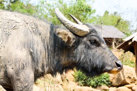 Close up shot of a water buffalo all dirty.
