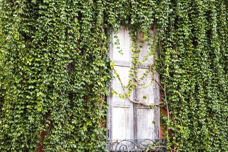 Green ivy covered on the wall and wooden doorの写真素材