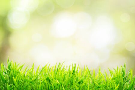 Spring or summer and grass field with sunny backgroundの写真素材