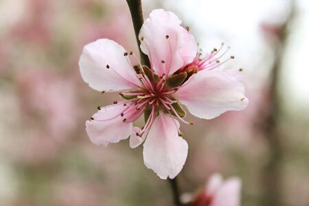 Peach Flowerの写真素材