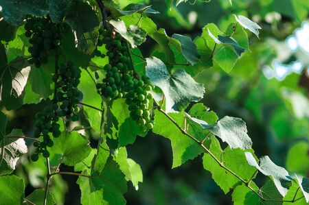 Grape and green