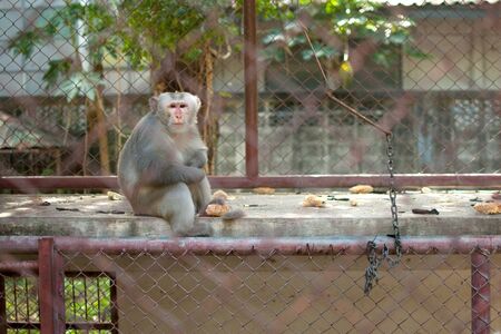 Monkey in cageの写真素材