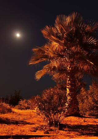 Palm in the night against the moon, orange toningの写真素材