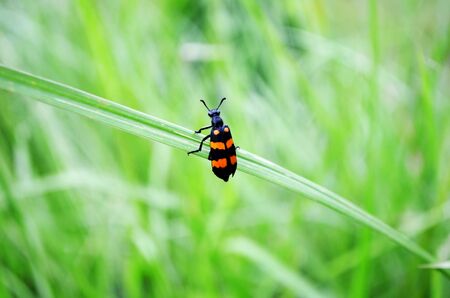 Nice Insect with Green Bacgroundの写真素材
