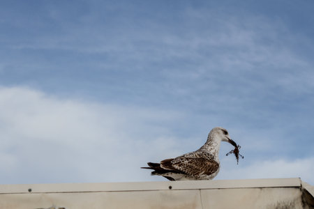 Seagull with Seaweed in Its Beak on Beach â Humorous Wildlife Momentの写真素材