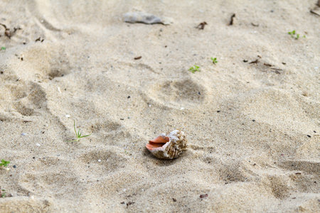 Close-Up of White Seashell on Wet Sandy Shore â€“ Black Sea Coast Detail