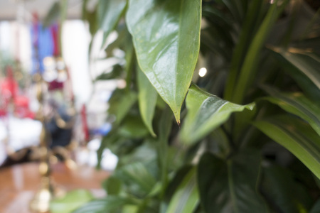 Tropical leaves. The Orangery restaurant.の写真素材