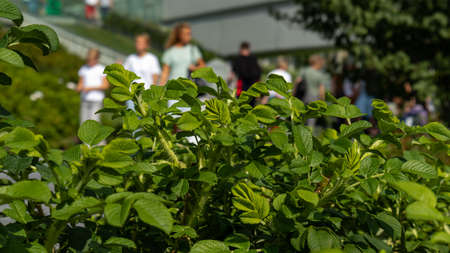 A close up of a flower garden