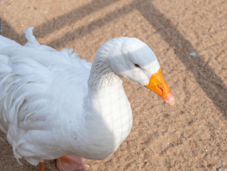 Nature reserve with birds living in the wild.の写真素材