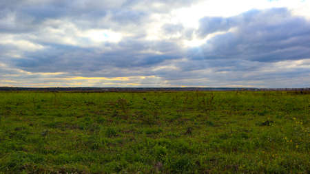 Summer twilight over a field with green grass