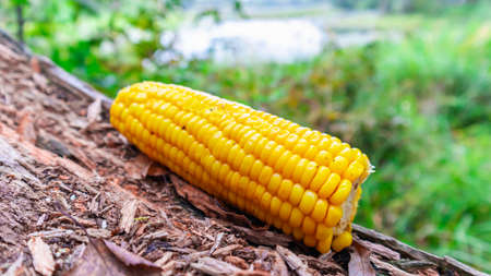 Corn cob close-up on wood base