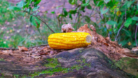 Corn cob on a fallen tree on a natural backgroundの写真素材