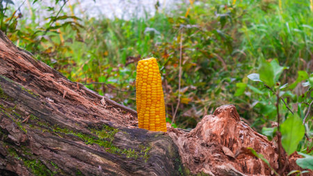 Vertical corn cob on a natural blurred backgroundの写真素材