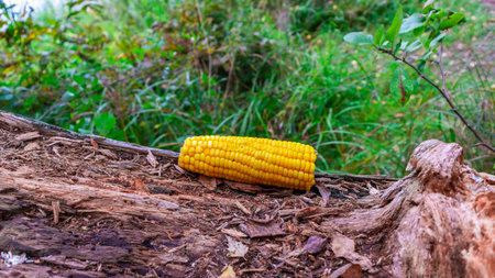 Corn cob on a natural wood stand and blurry backgroundの写真素材