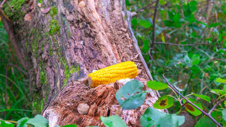 Corn cob on a blurred background of natureの写真素材