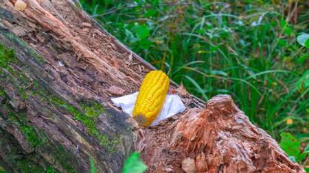 Cob kukuryza on a napkin and a fallen tree on a blurred background of nature