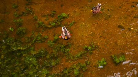 Picturesque bright landscape of wild ducks, streams and water plants.