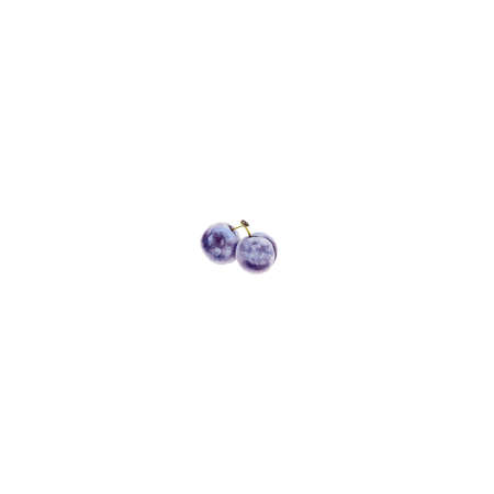 Plum isolated on a white background. Watercolor botanical illustrationの写真素材