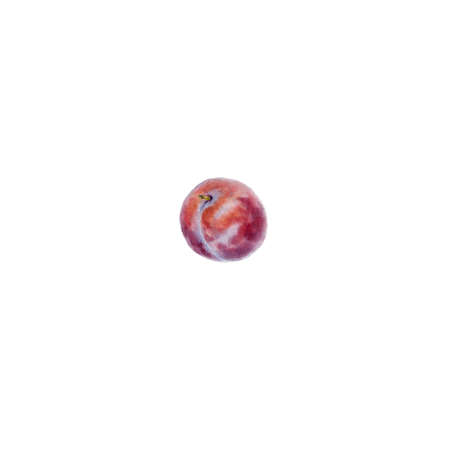 Plum isolated on a white background. Watercolor botanical illustrationの写真素材