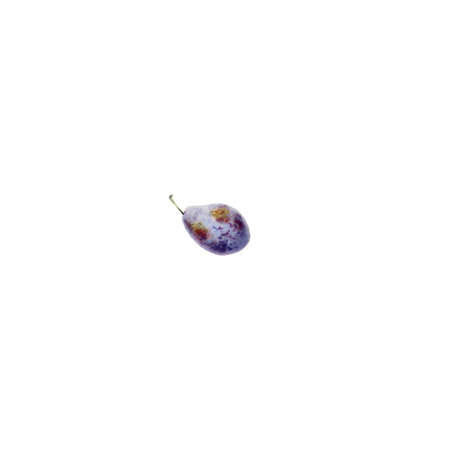 Plum isolated on a white background. Watercolor botanical illustrationの写真素材
