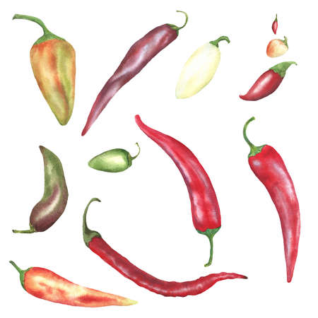 Chili peppers. Watercolor botanical illustration.の写真素材