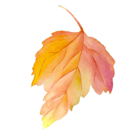 Set of autumn leaves isolated on white background. watercolor botanical illustration.の写真素材